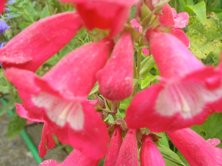 A garden flower photo