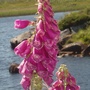 foxgloves