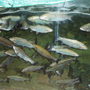 rainbow trout