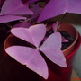 Unknown_plant