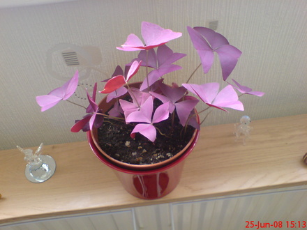 unknown plant