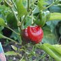 Capsicum