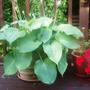 hosta (Hosta fortunei)