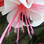 bee, not spider lol