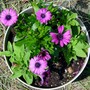 Osteospermum