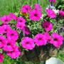 Petunias