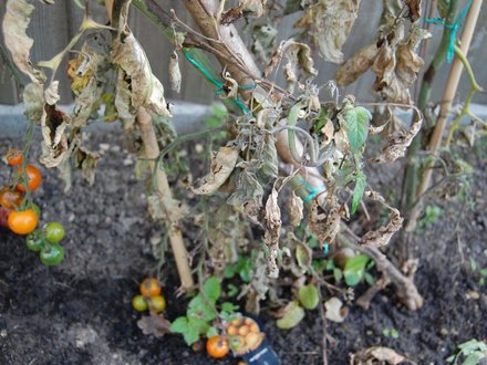 Tomatoes in trouble?
