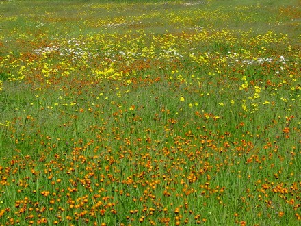 Wild flowers [considered weeds by some neighbors] on my land.