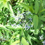 Dscf8095