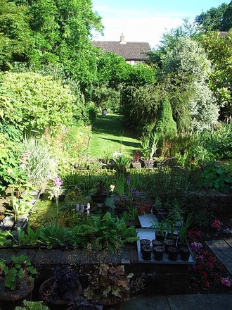 Back garden - June 2008