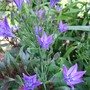 Triteleia hyacinthina