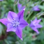 Brodiaea_flower