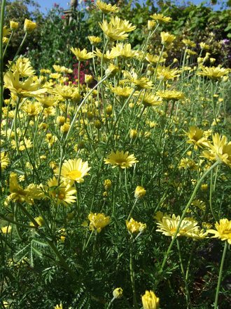 Anthemis 'E.C.Buxton' (Anthemis tinctoria 'E.C.Buxton')