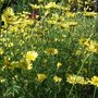 Anthemis