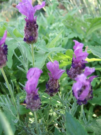 Lavandula stoechas in the top border (Lavandula stoechas (French lavender))