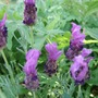Lavandula stoechas