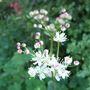 Filipendula hexapetala