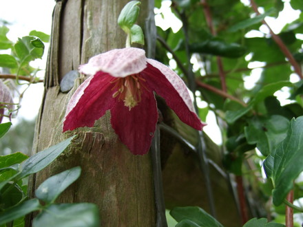 Clematis cirrhosa (Clematis cirrhosa)