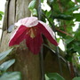 Clematis_cirrhosa