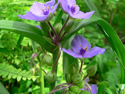 Spiderwort (Tradescantia virginiana (Spiderwort))