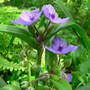 Spiderwort_5-18-08
