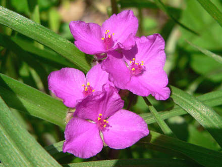 Pink Spiderwort (Tradescantia virginiana (Spiderwort))