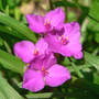 Spiderwort_pink_from_trade_close_5-27-08_exc_med