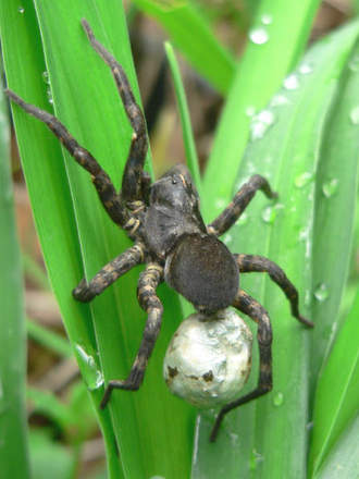 Wolf Spider