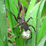 Spider_wolf_egg_case_on_spinnerettes_5-09-08_exc_med