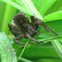 Spider_wolf_as_found_5-09-08_crop_med