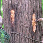 Red-bellied Woodpecker Fledging