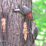 Mom Feeding Fledging