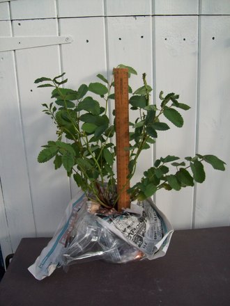 Another species of the mystery plant.