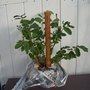 Another species of the mystery plant.