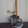 Picture_005