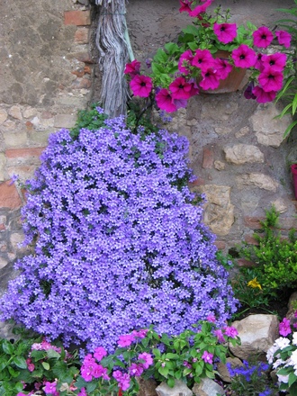 This campanula just 