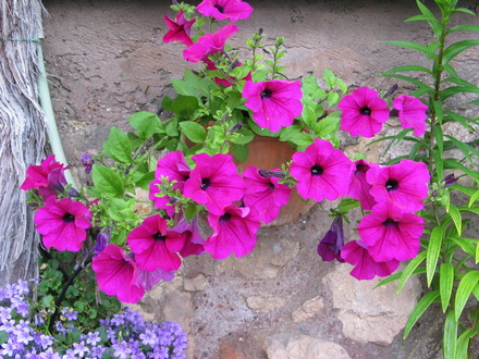 A garden flower photo