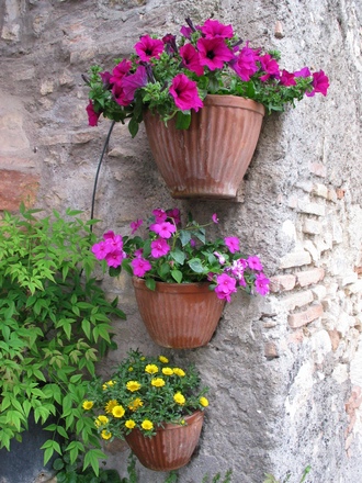 A garden flower photo