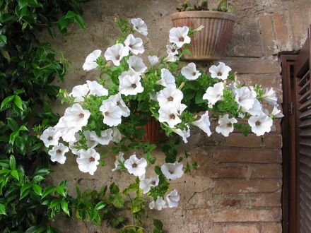 A garden flower photo