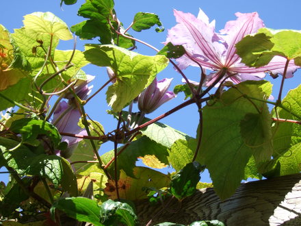 Clematis 'Vyvyan Pennell' (Clematis)