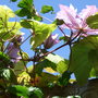 Clematis_vyvyan_pennell