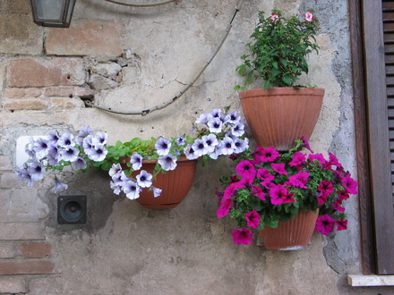 A garden flower photo