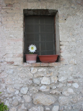 A garden flower photo