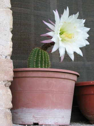A garden flower photo