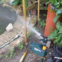 Jackie_s_Garden_Picture_s__19th_June_08_139.jpg