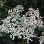 Dscf8105