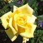 Rose (??)