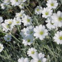 snow on mountain (cerastium tomentosum)