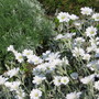 snow on mountain (cerastium tomentosum)