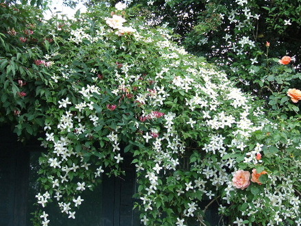 Clematis montana, Climbing Schoolgirl and Honeysuckle